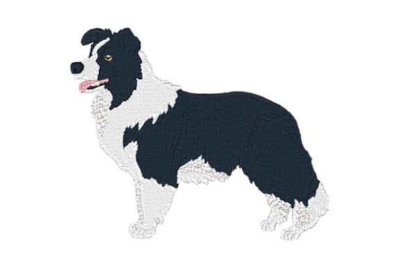 Border Collie-0410: A Designer Review for Business Merch